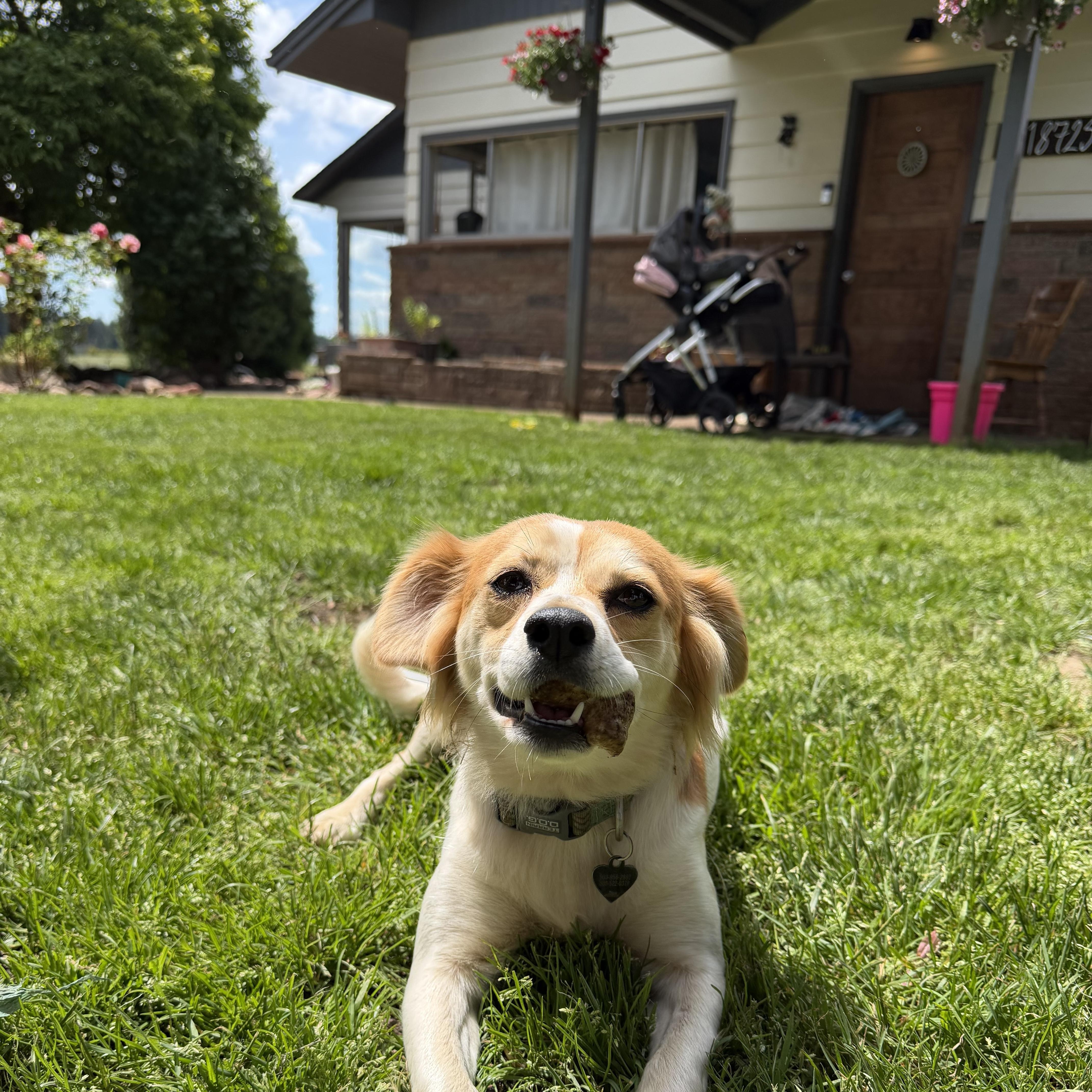 A young small-sized female Golden Brittany Spaniel dog named Girl for adoption in Eugene, OR