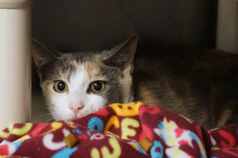 An adult medium-sized female Dilute Calico cat named Pua for adoption in New Milford, CT