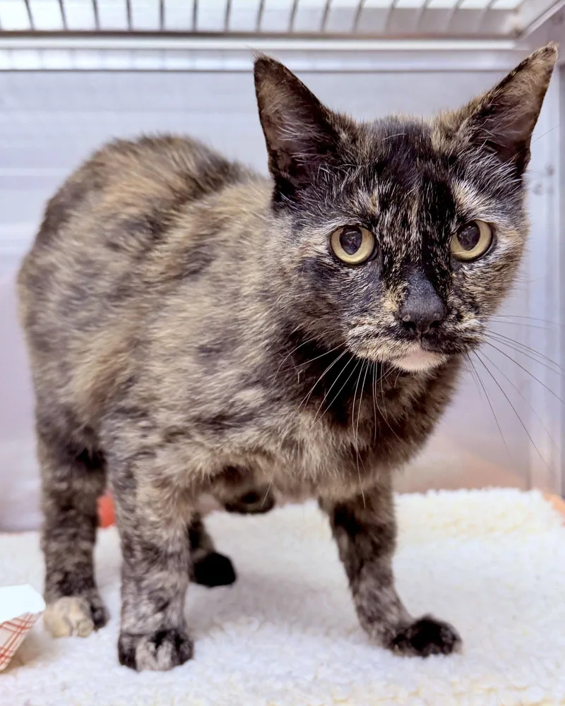 A senior medium-sized female Black Domestic Short Hair cat named Cece for adoption in Oakland, CA