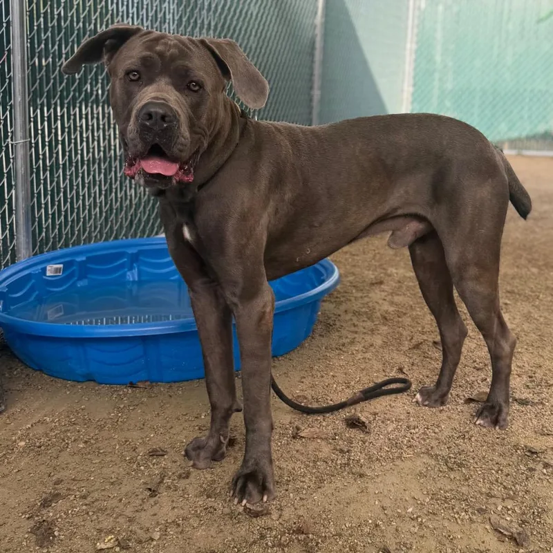 An adult large-sized male Gray / Blue / Silver Cane Corso dog named Zeus for adoption in Perkiomenville, PA