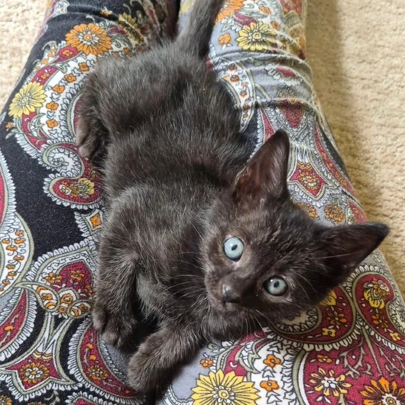A baby small-sized male Domestic Short Hair cat named Stinger for adoption in Fairfax, VA