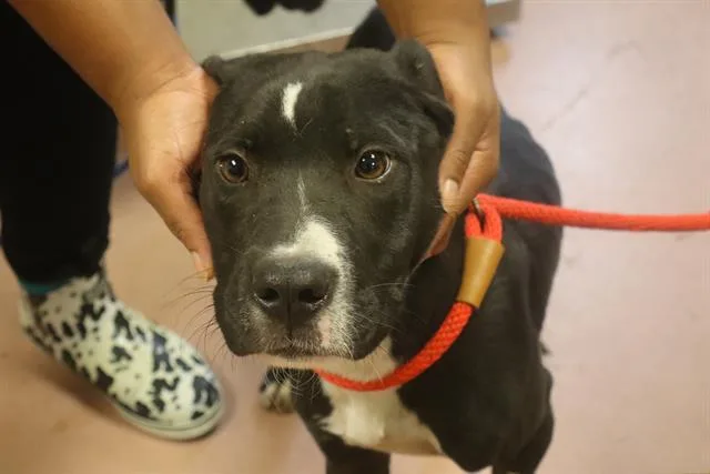 A young medium-sized male Mixed Breed dog named Jake for adoption in Columbia, SC