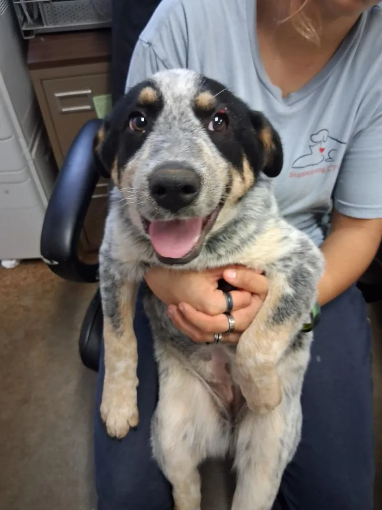 A young large-sized female Cattle Dog dog named County for adoption in Brownwood, TX