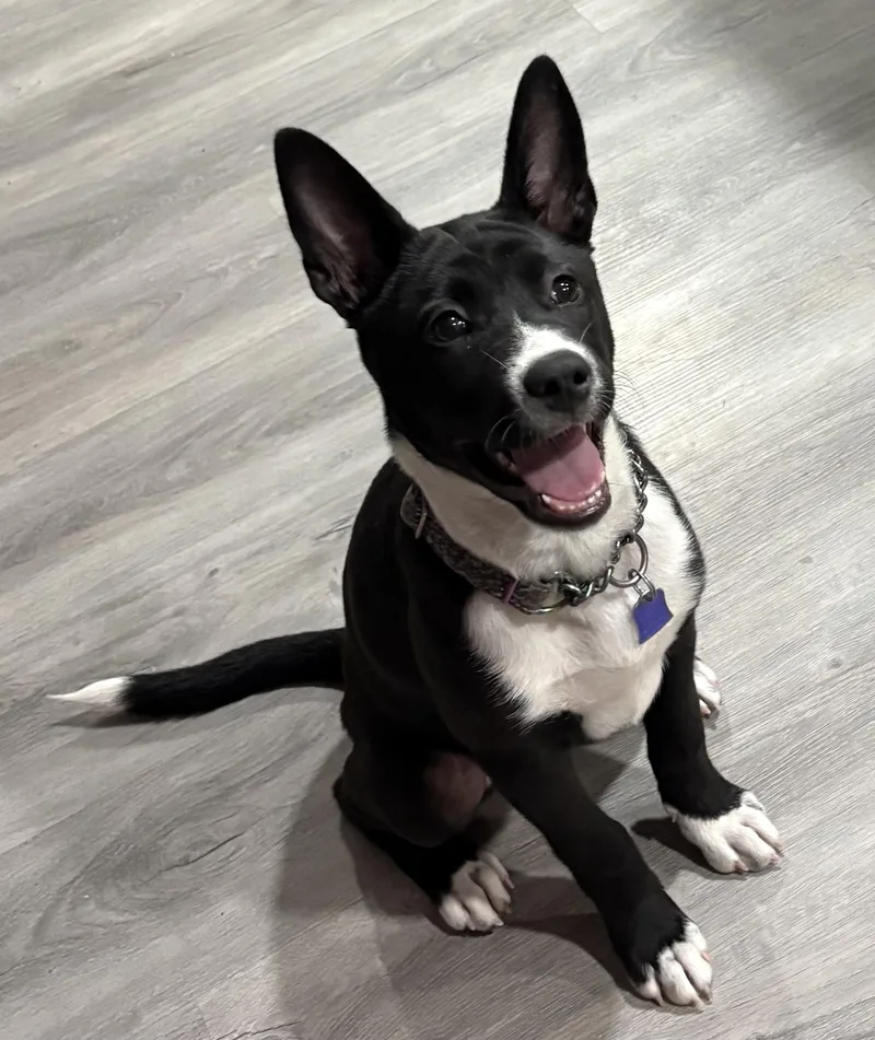 A baby medium-sized female Black Basenji dog named Roe for adoption in Gilbert, AZ