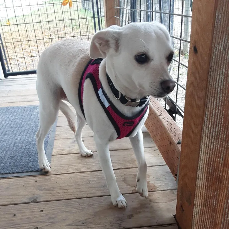 An adult small-sized female White / Cream Chihuahua dog named Charlie for adoption in Oroville, WA