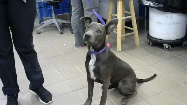 A young small-sized female Pit Bull Terrier dog named Willow for adoption in Albuquerque, NM