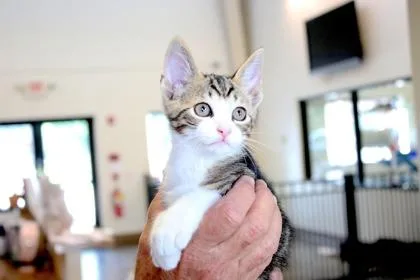 A baby small-sized male Domestic Short Hair cat named Ozzy Boy for adoption in Brunswick, GA