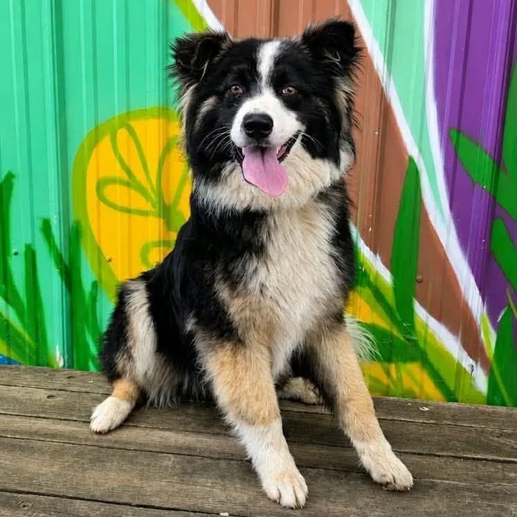 Duke