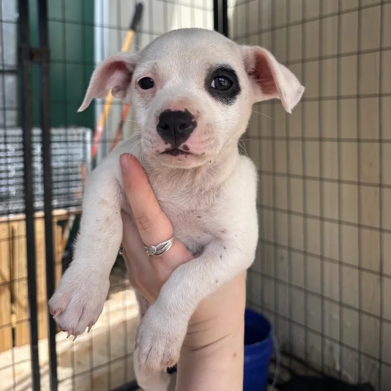 A baby small-sized female White / Cream Mixed Breed dog named Sage for adoption in Lake Jackson, TX