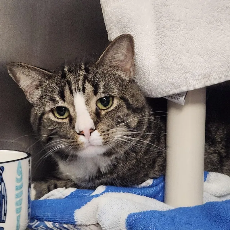 An adult extra large-sized male Brown / Chocolate Domestic Short Hair cat named Roscoe for adoption in Springfield, MA