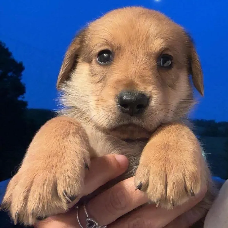 Dolinger Male Pup