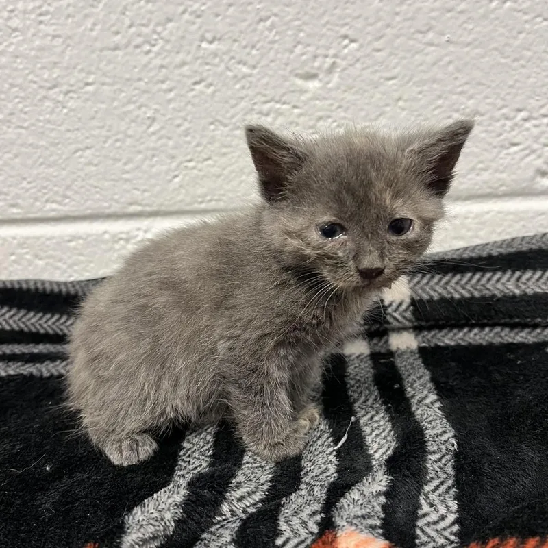 A baby small-sized female Torbie Domestic Short Hair cat named Guardian of the Galaxy for adoption in Spruce Pine, NC