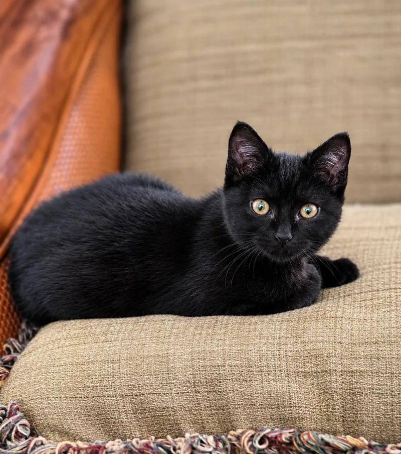 A baby medium-sized female Black American Shorthair cat named Junebug for adoption in Fort Myers, FL
