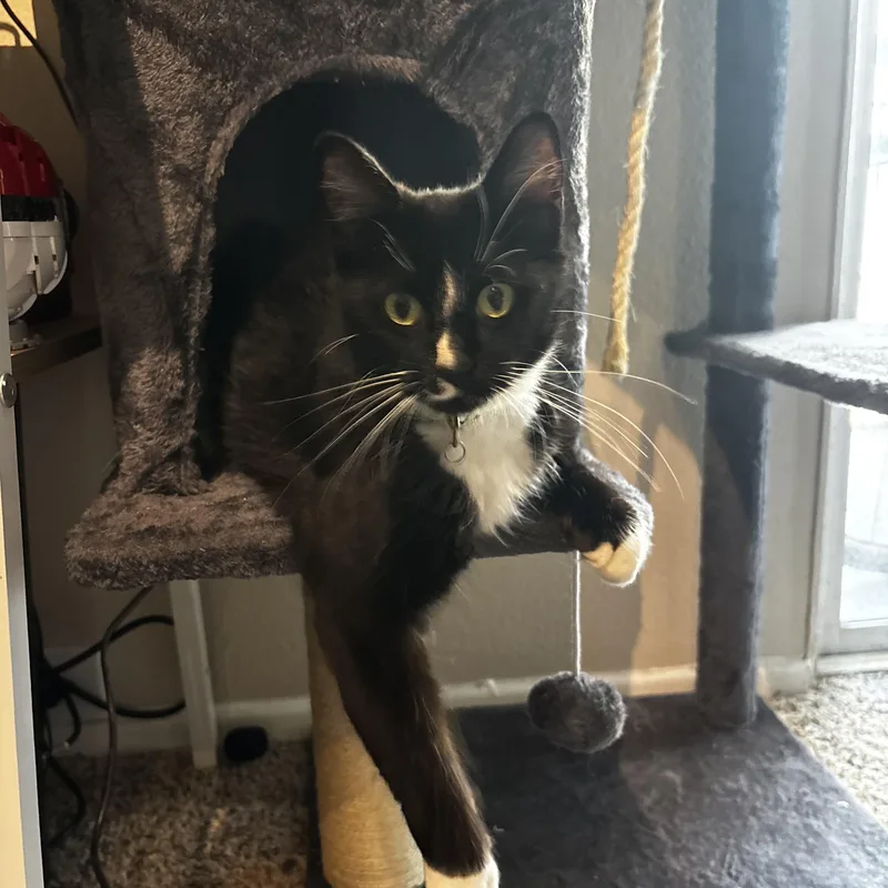 A young medium-sized female Black & White / Tuxedo Domestic Long Hair cat named Millie for adoption in Santa Ana, CA