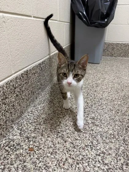 An adult medium-sized male Domestic Short Hair cat named Maverick for adoption in Westland, MI
