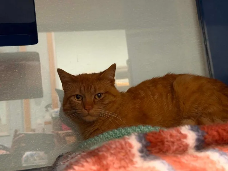 Garfield thumbnail 2