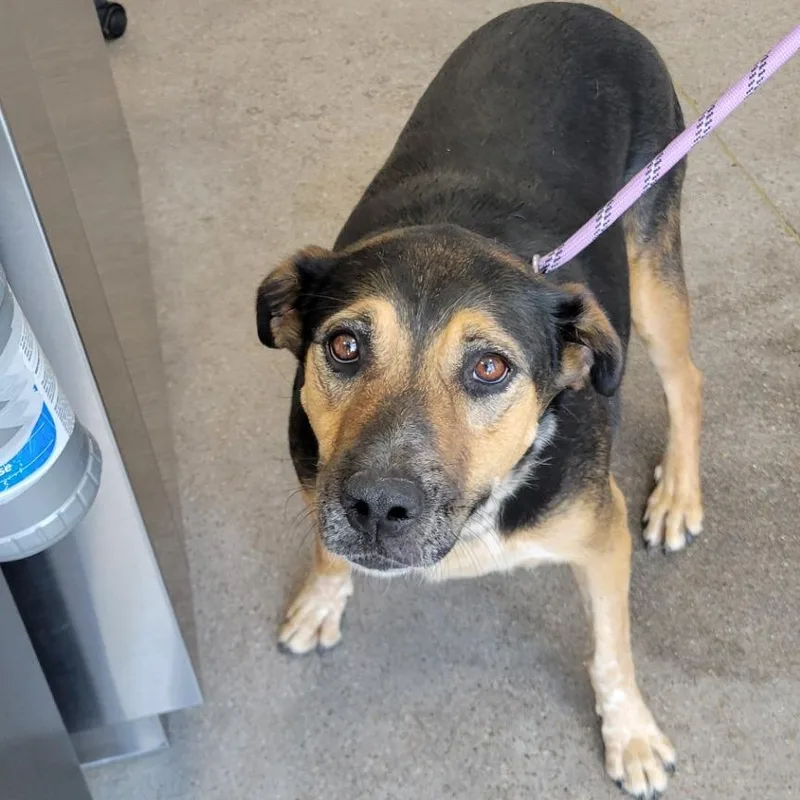 A senior medium-sized female Black Mixed Breed dog named Bluey for adoption in Las Cruces, NM