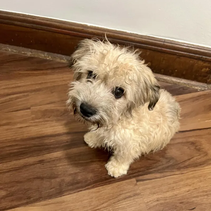 A young small-sized male Apricot / Beige Mixed Breed dog named Bert for adoption in Hinsdale, IL