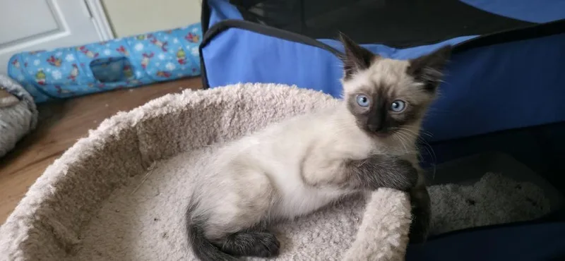 A baby small-sized male Siamese cat named Poblano for adoption in Austin, TX