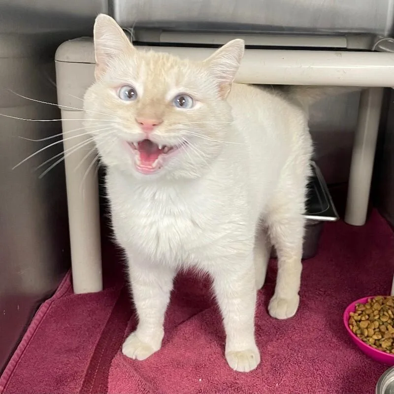 An adult medium-sized male Domestic Short Hair cat named Wheaties for adoption in Roanoke, VA