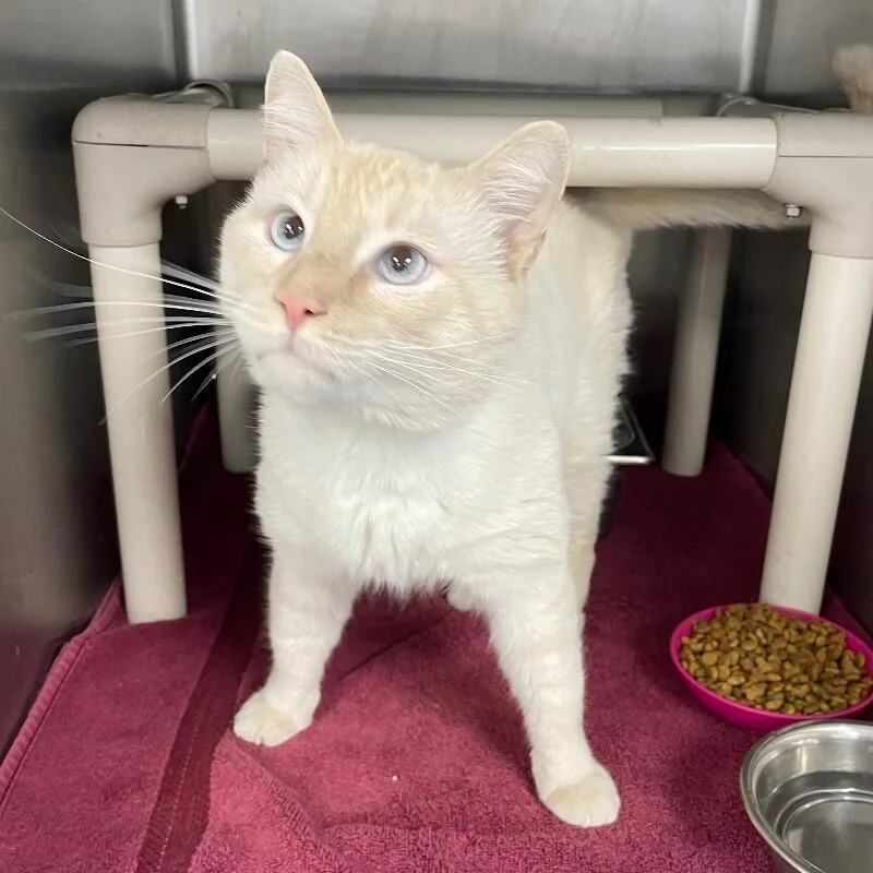 Wheaties thumbnail 2