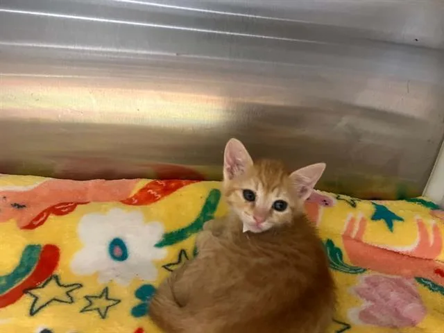 A baby small-sized female Domestic Short Hair cat named Pepsi for adoption in Tustin, CA
