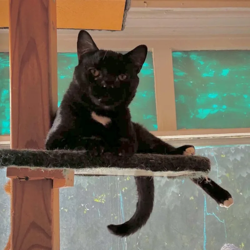 An adult large-sized male Black Domestic Short Hair cat named Mikey for adoption in Milwaukee, WI