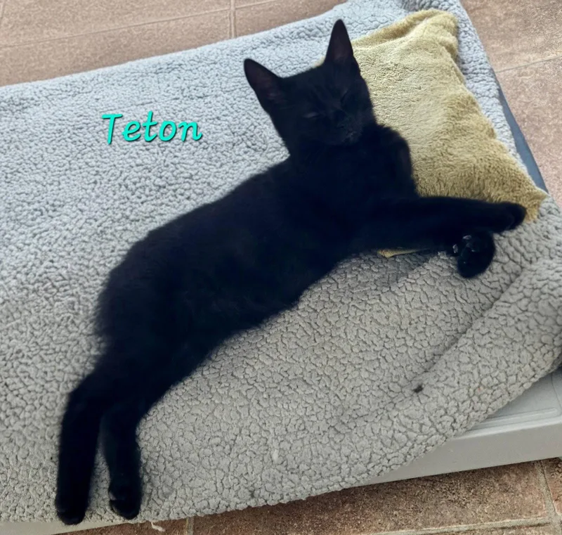 A baby medium-sized female Black Domestic Short Hair cat named Teton for adoption in Penndel, PA