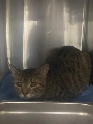 An adult medium-sized female Domestic Short Hair cat named Bella for adoption in Cincinnati, OH