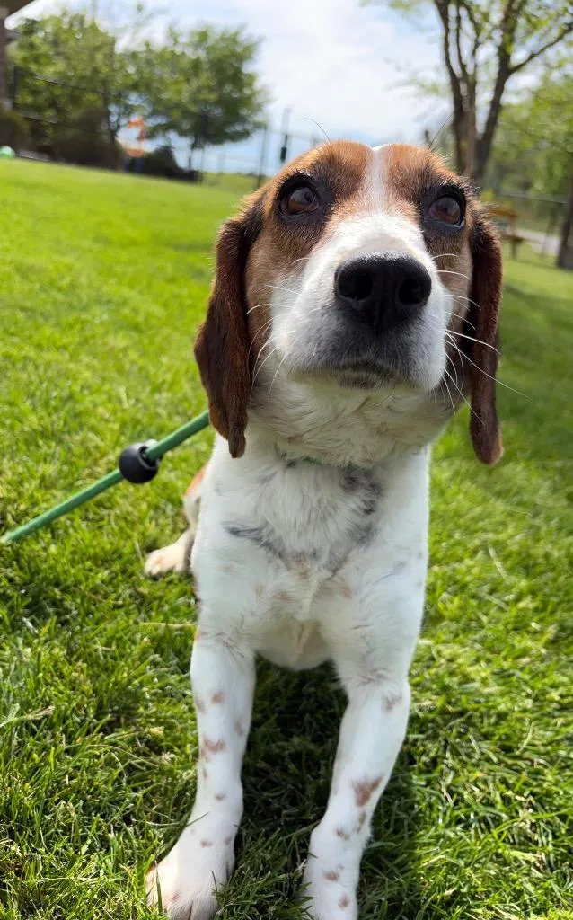 An adult medium-sized female Beagle dog named Lily for adoption in Wintersville, OH
