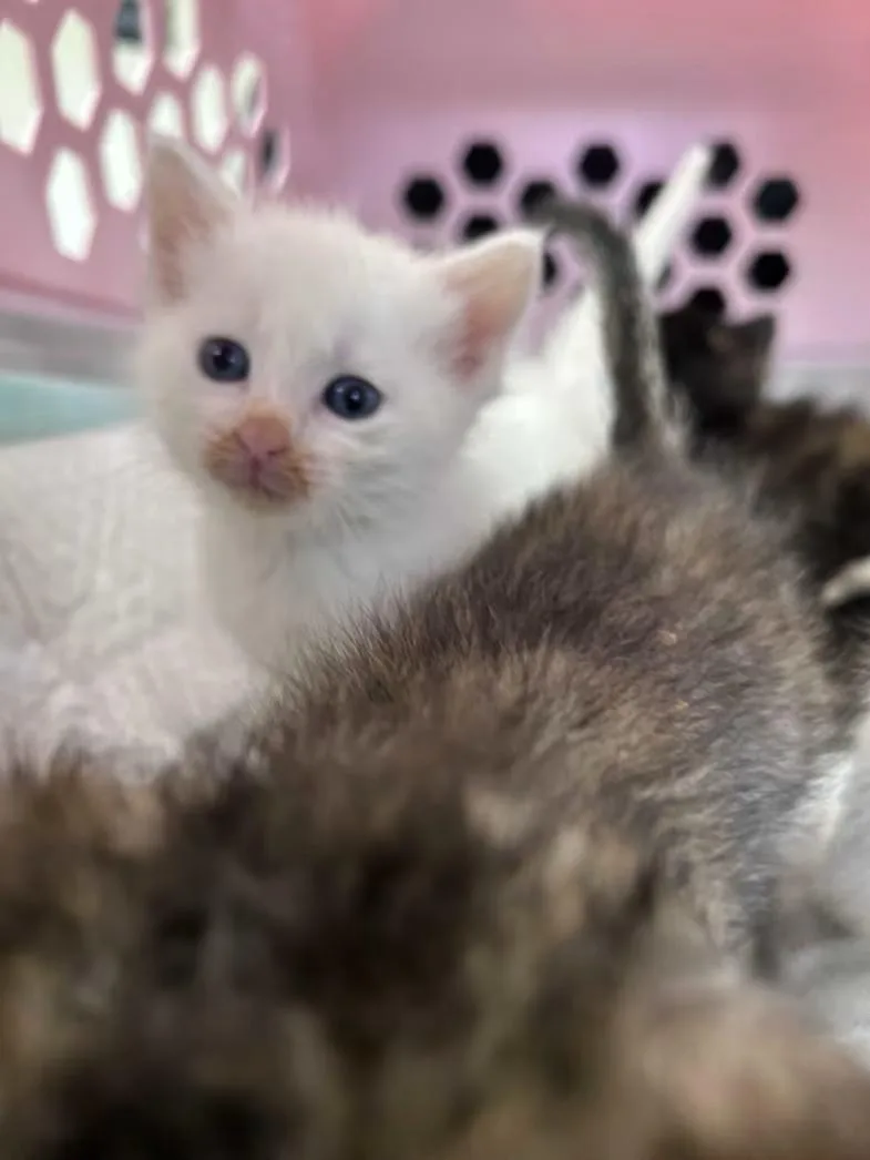 A baby medium-sized female White Domestic Short Hair cat named Mojito for adoption in Greensboro, NC