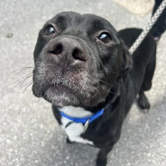 An adult medium-sized male Black Mixed Breed dog named Clutch for adoption in Asheville, NC