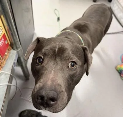 An adult medium-sized female Mixed Breed dog named Maddie for adoption in West Chester, PA