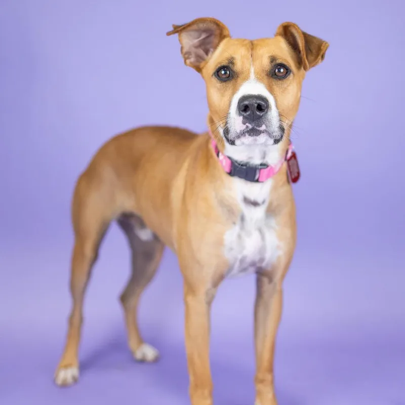 An adult medium-sized male Golden Mixed Breed dog named Rocky for adoption in Portland, OR
