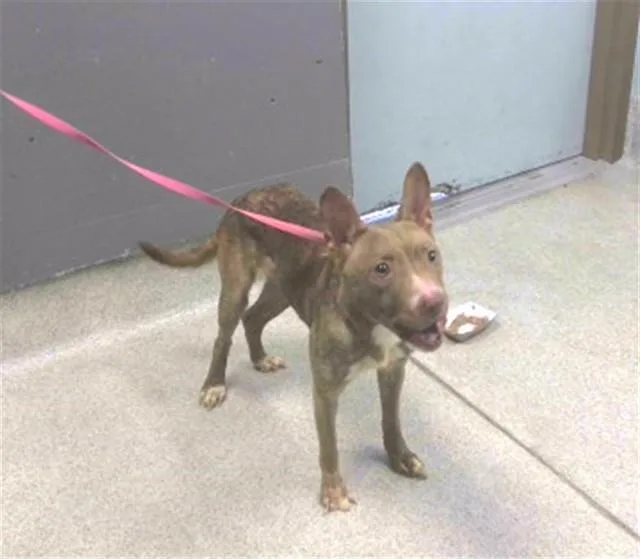 A young medium-sized female Feist dog named Barbie for adoption in Tallahassee, FL