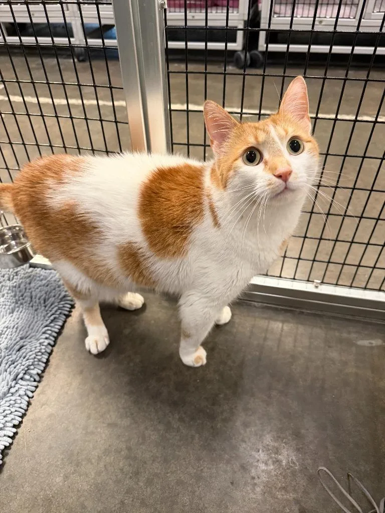 An adult medium-sized male Domestic Short Hair cat named Echo for adoption in Raleigh, NC