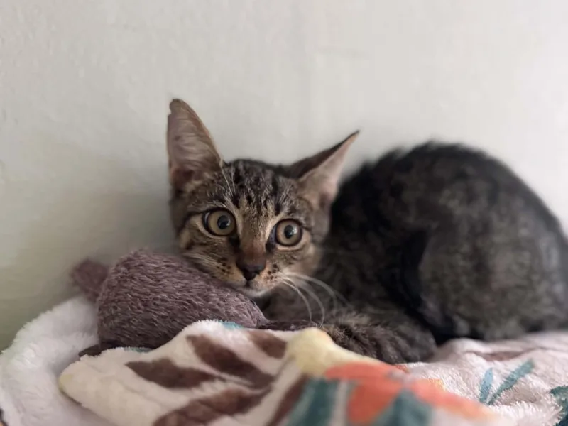 A baby small-sized female Tabby (Brown / Chocolate) Domestic Short Hair cat named Willow for adoption in Myakka City, FL
