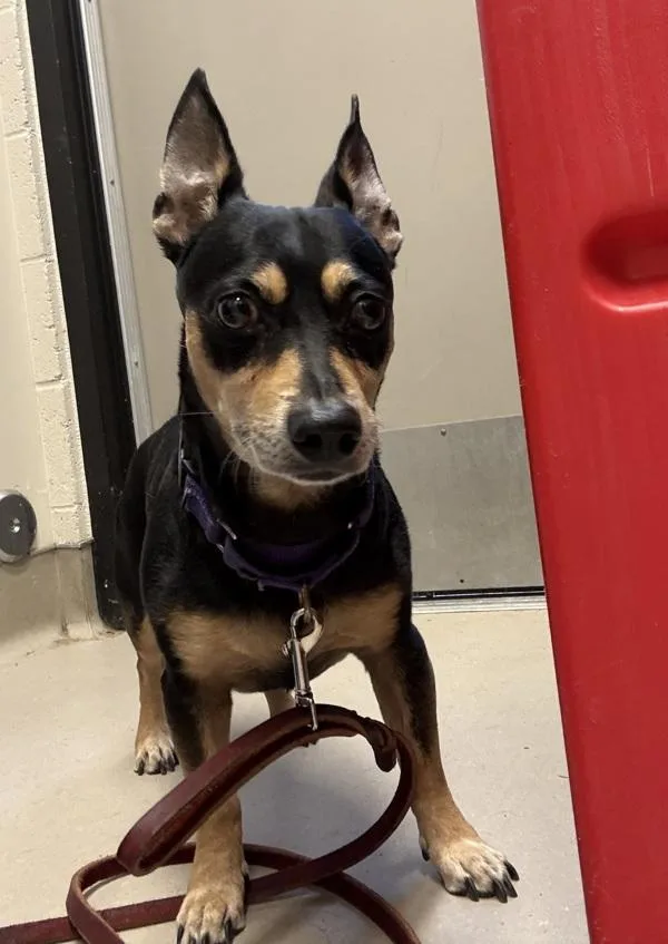 A senior small-sized male Chihuahua dog named Concertino for adoption in El Cajon, CA