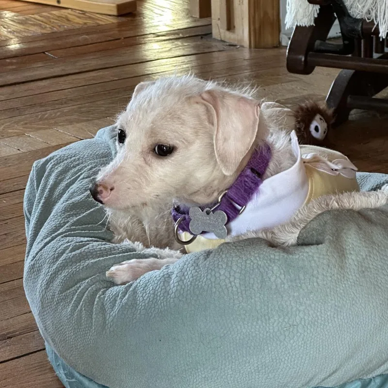 Frizzle Sizzle thumbnail 2