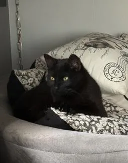 A young medium-sized male Black Domestic Short Hair cat named Jack for adoption in Toledo, OH