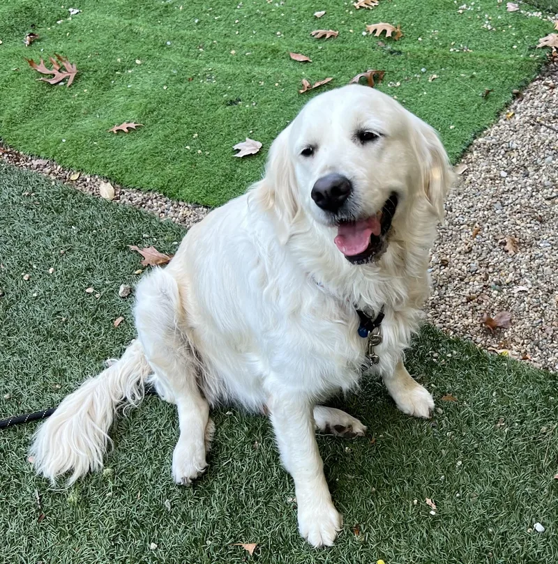 An adult large-sized female Golden Retriever dog named Bellano longer accepting applications for adoption in Medfield, MA
