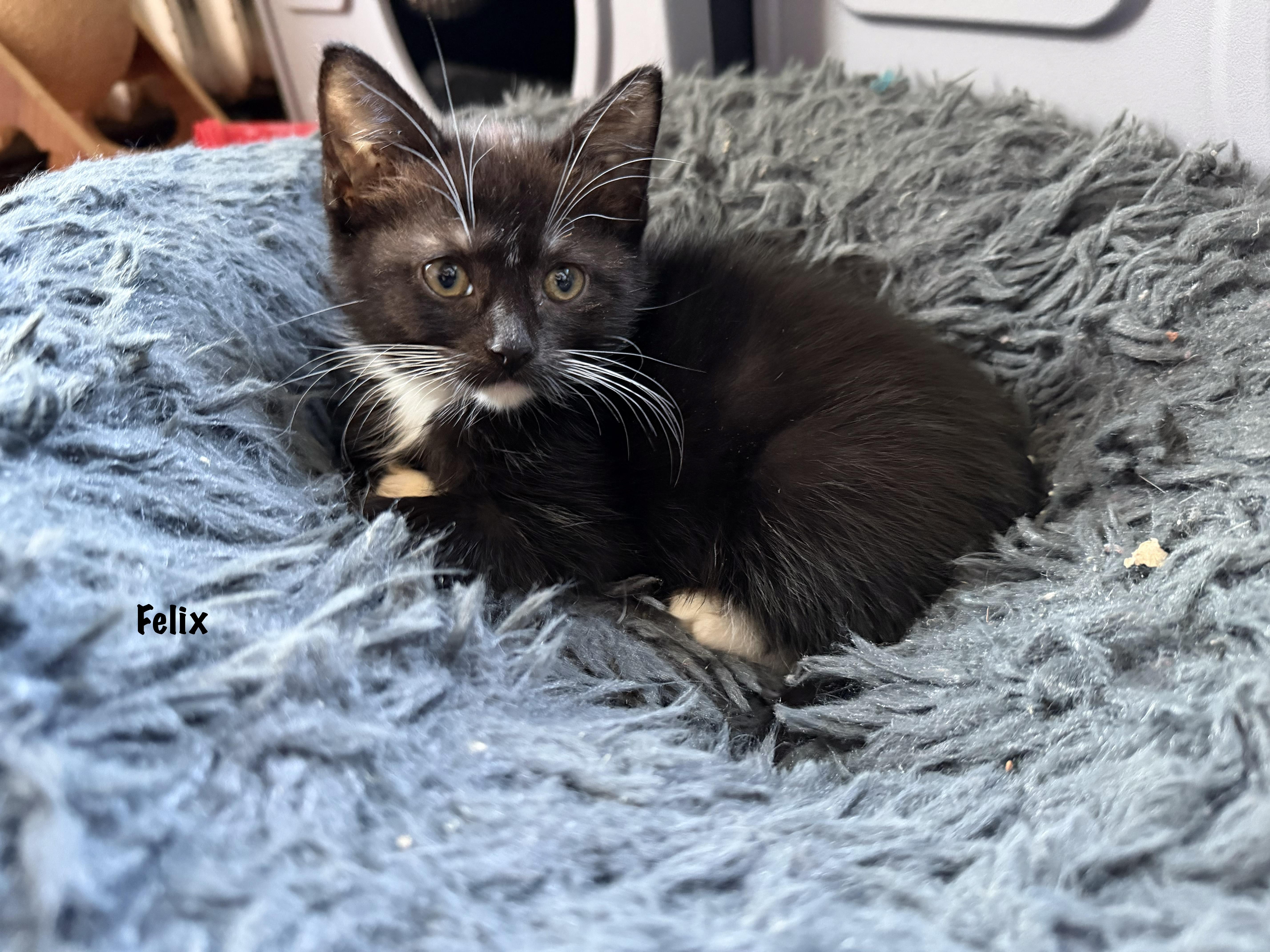 A baby medium-sized male Black & White / Tuxedo Domestic Short Hair cat named Felix Purrcival for adoption in East Hartford , CT