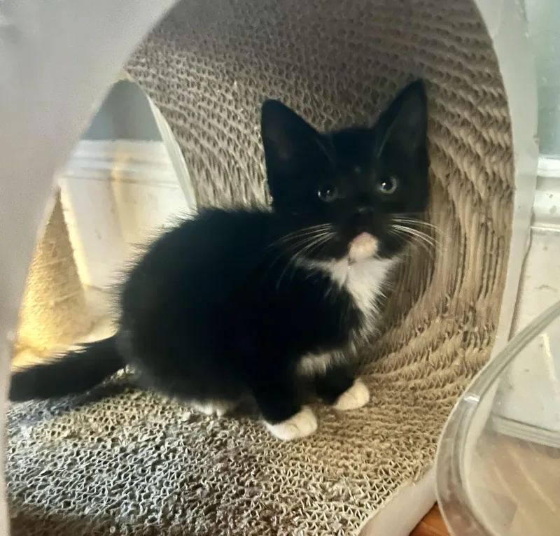 Felix Purrcival thumbnail 2