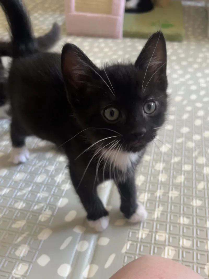 Felix Purrcival thumbnail 4