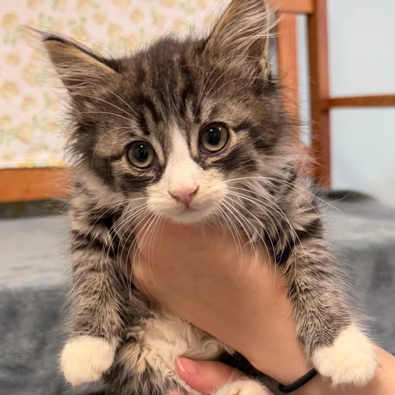 A baby small-sized male Brown / Chocolate Domestic Long Hair cat named Bart for adoption in Middlebury, VT