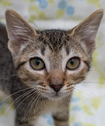 A baby small-sized male Tabby (Brown / Chocolate) Domestic Short Hair cat named Oso for adoption in Encinitas, CA