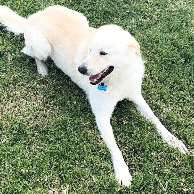 Luka