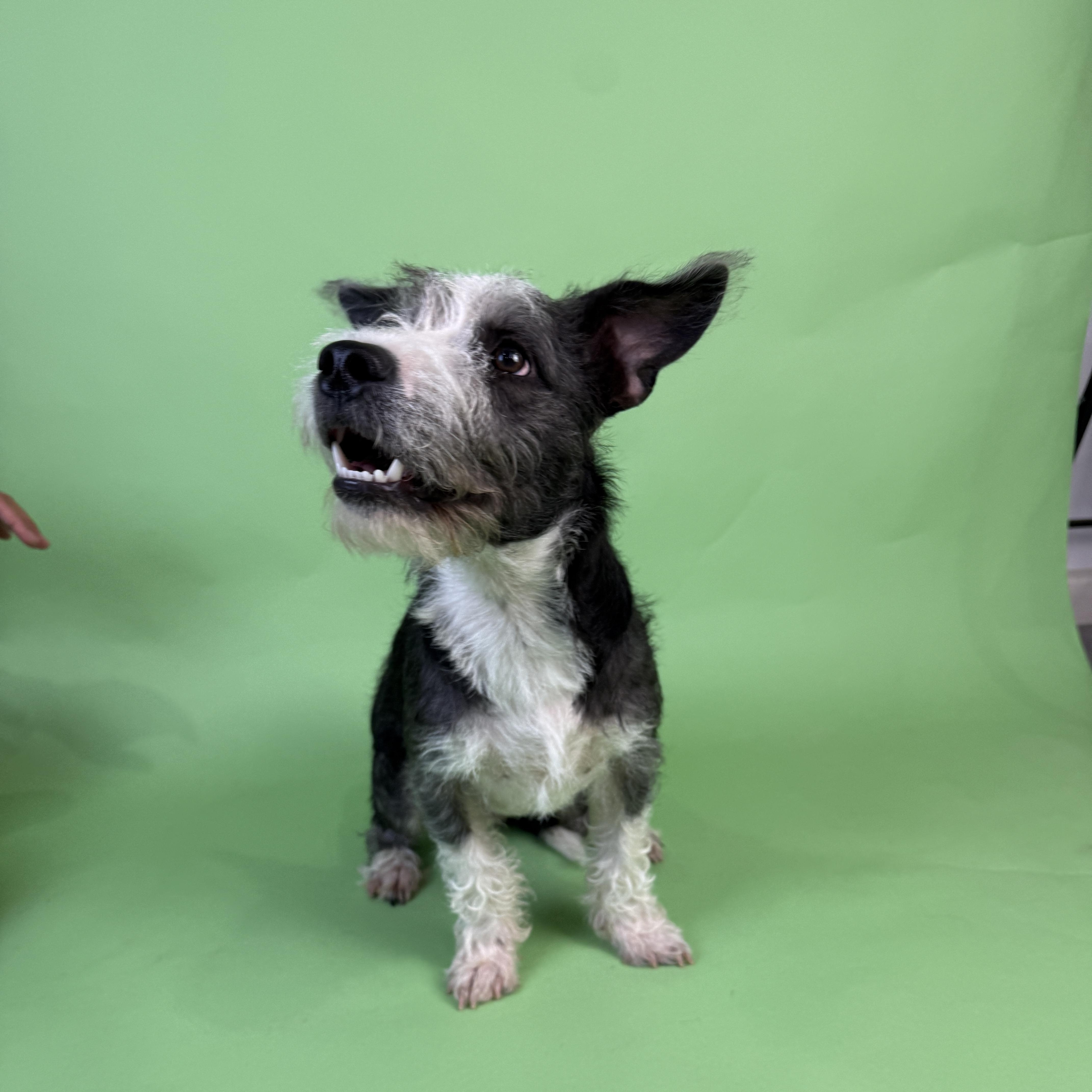 A baby medium-sized male Black Yorkshire Terrier dog named Blakly for adoption in Alvin, TX