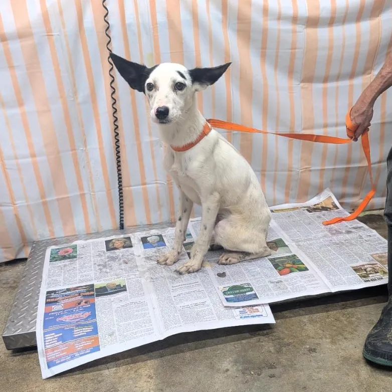 A young small-sized female White / Cream Rat Terrier dog named Moo Moo for adoption in Melbourne, KY