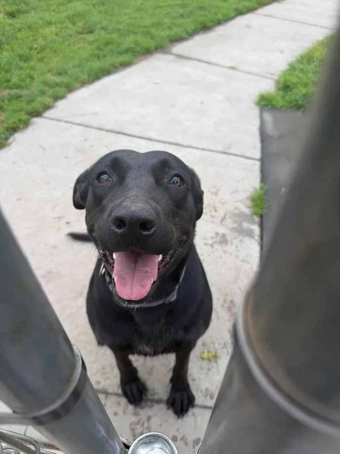 An adult medium-sized female Black Black Labrador Retriever dog named Tilly for adoption in Oakdale, CA